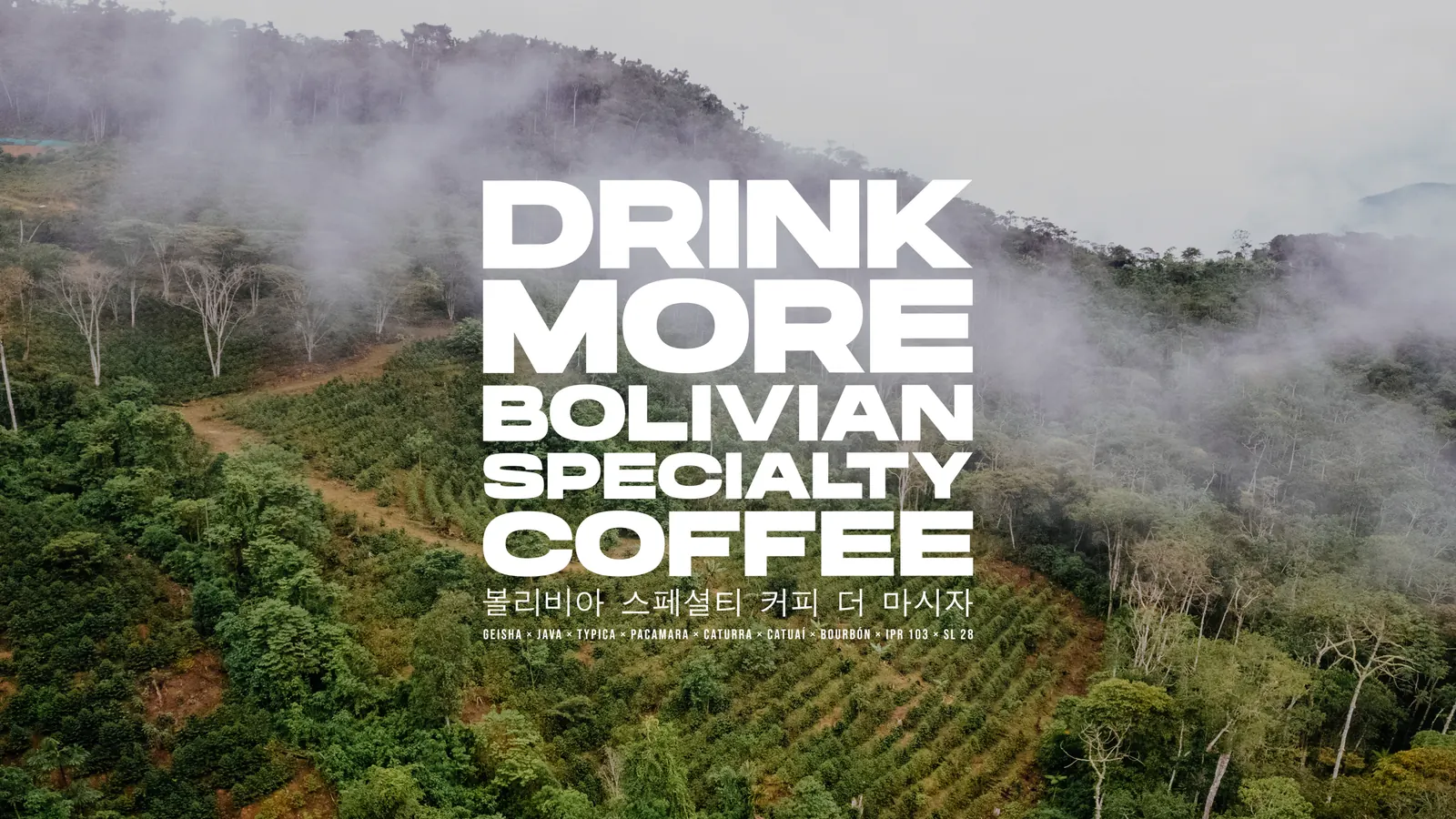 Montañas cafetaleras de Bolivia entre la niebla