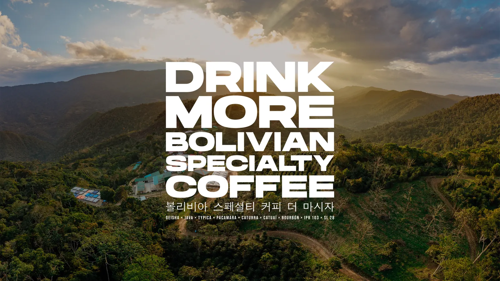 Finca de café boliviano al atardecer